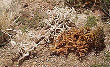 Lichen bushes